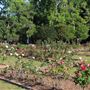Thomasville Rose Garden and Gazebo