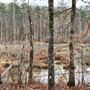 Watson Land