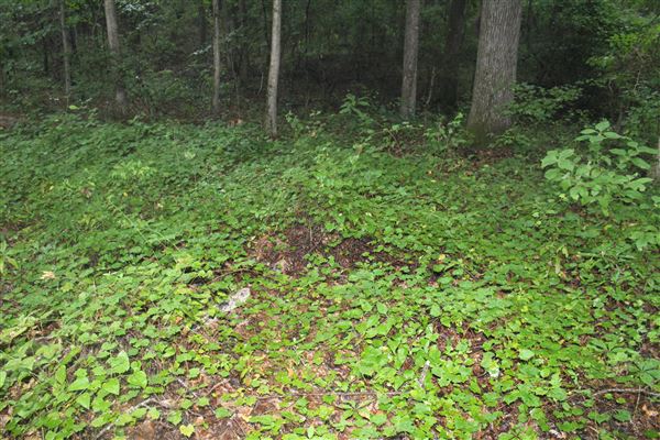 10 Acres Wooded in Stockbridge (Rockdale County side)