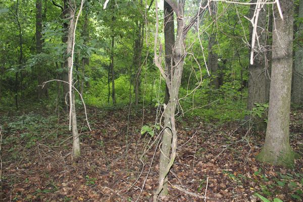 10 Acres Wooded in Stockbridge (Rockdale County side)