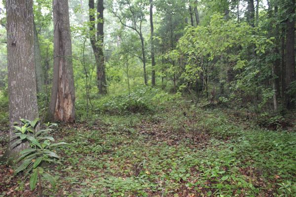 10 Acres Wooded in Stockbridge (Rockdale County side)