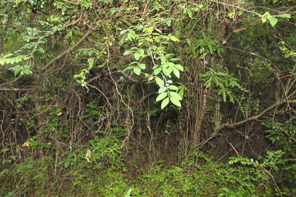 10 Acres Wooded in Stockbridge (Rockdale County side)