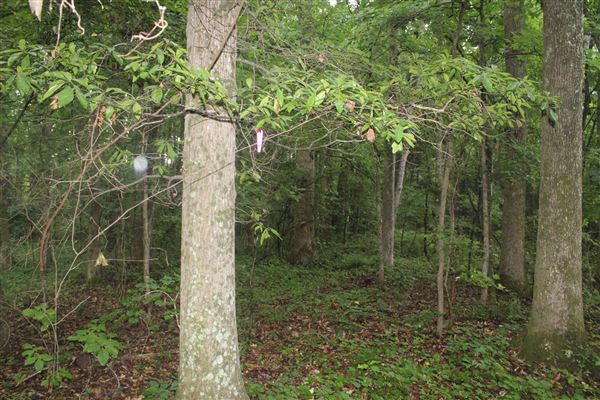 10 Acres Wooded in Stockbridge (Rockdale County side)