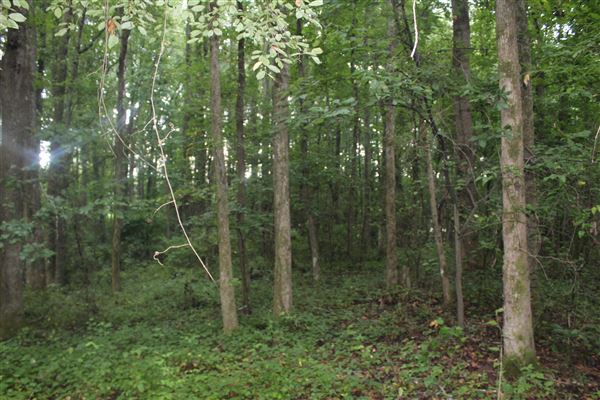 10 Acres Wooded in Stockbridge (Rockdale County side)